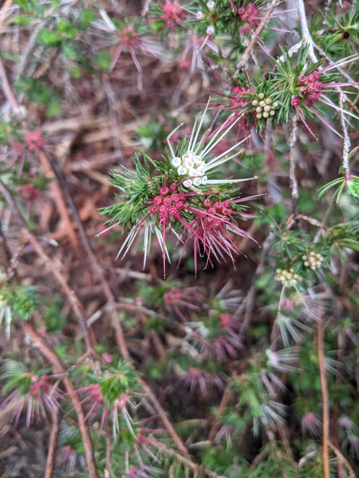 Kurnell Bushwalk 04
