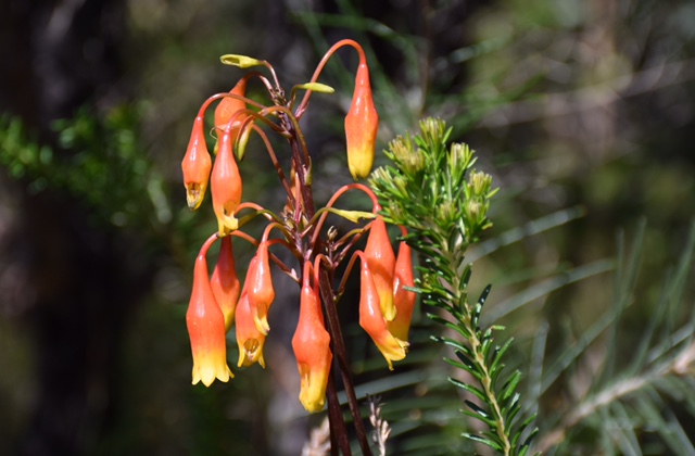 05 Walumarra Trek